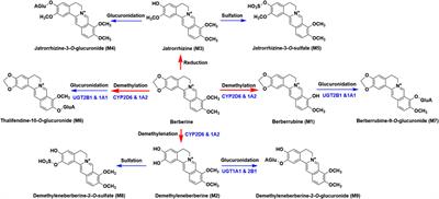 Pharmacokinetics and Excretion of Berberine and Its Nine Metabolites in Rats